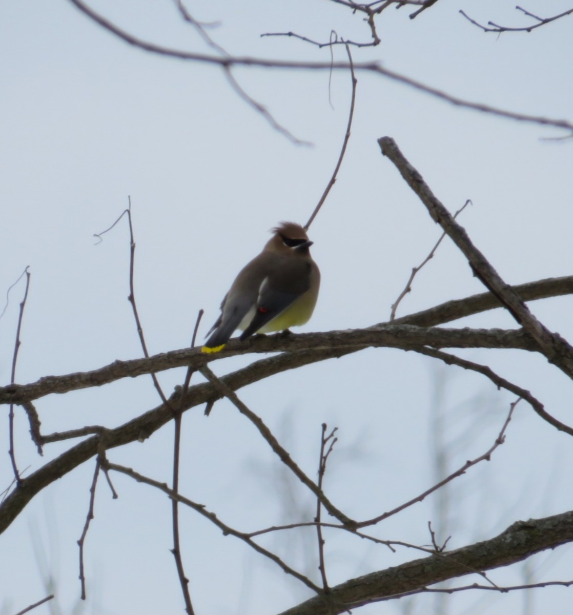 Cedar Waxwing - ML629018456