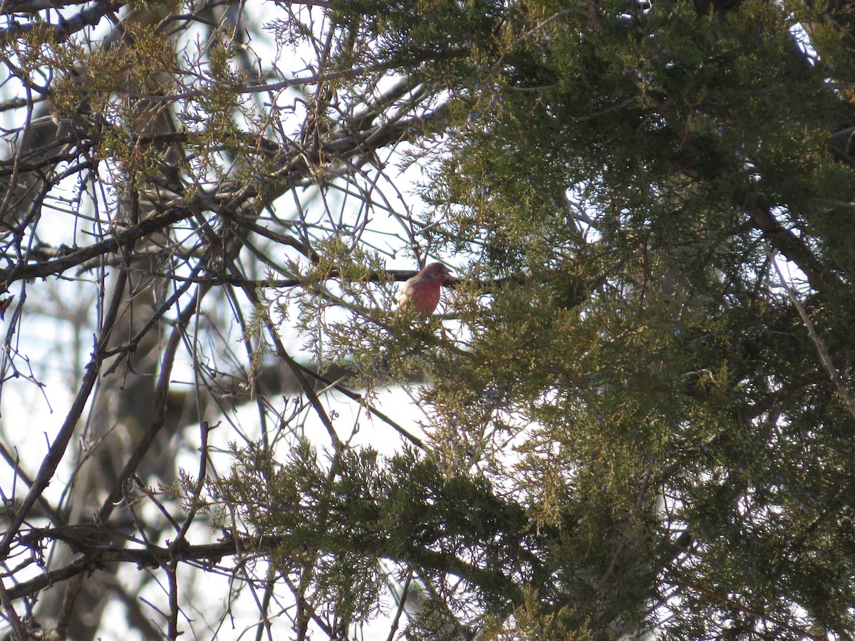House Finch - ML629018481