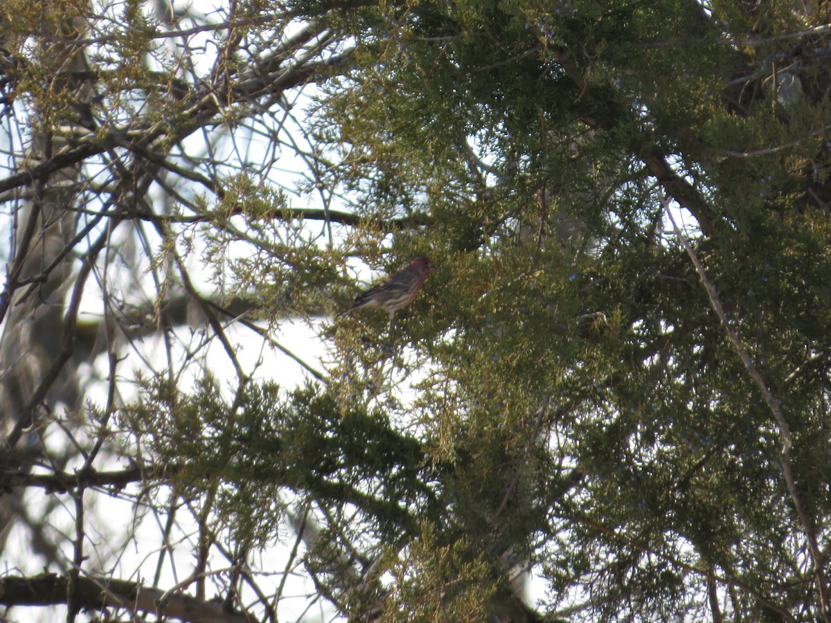 House Finch - ML629018482