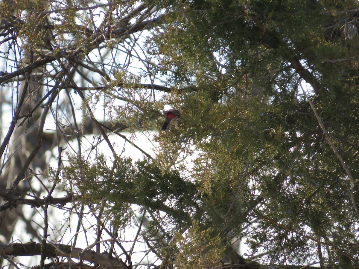 House Finch - ML629018483