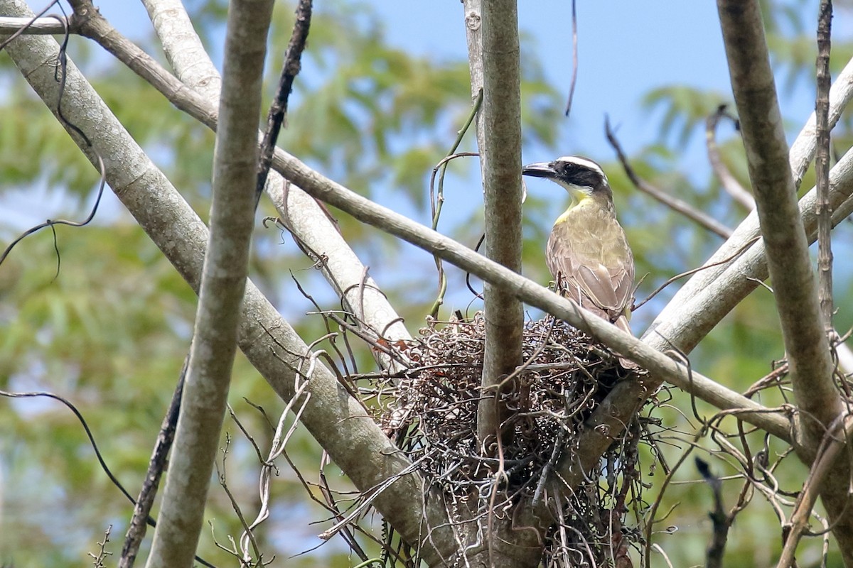 Boat-billed Flycatcher - ML629018517