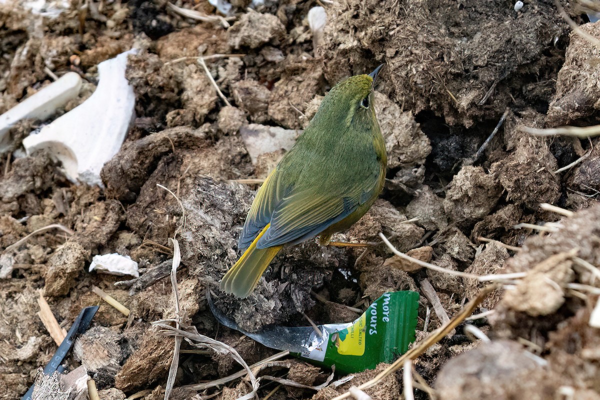 Golden Bush-Robin - ML629018639