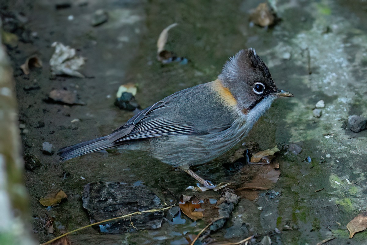 Whiskered Yuhina - ML629018655