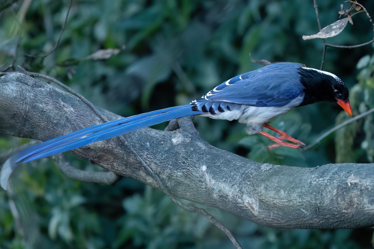 Red-billed Blue-Magpie - ML629018667