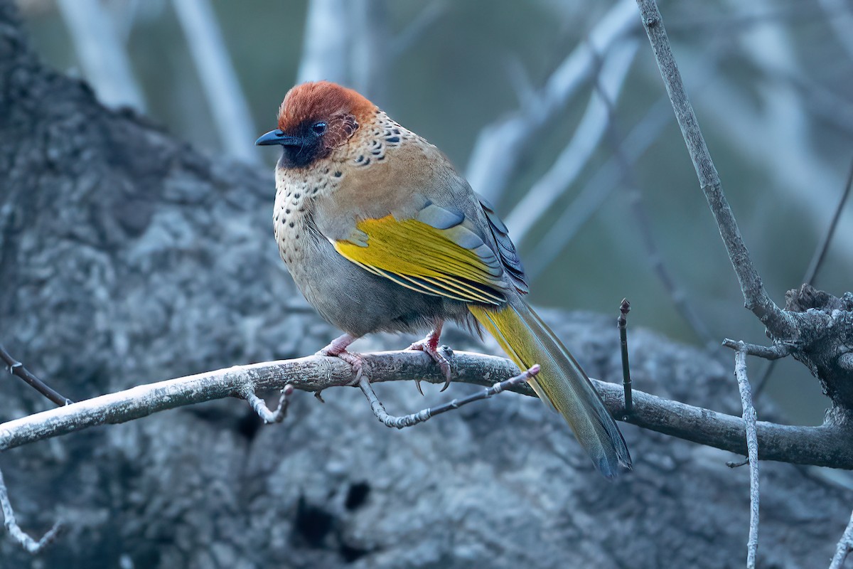 Chestnut-crowned Laughingthrush - ML629018805