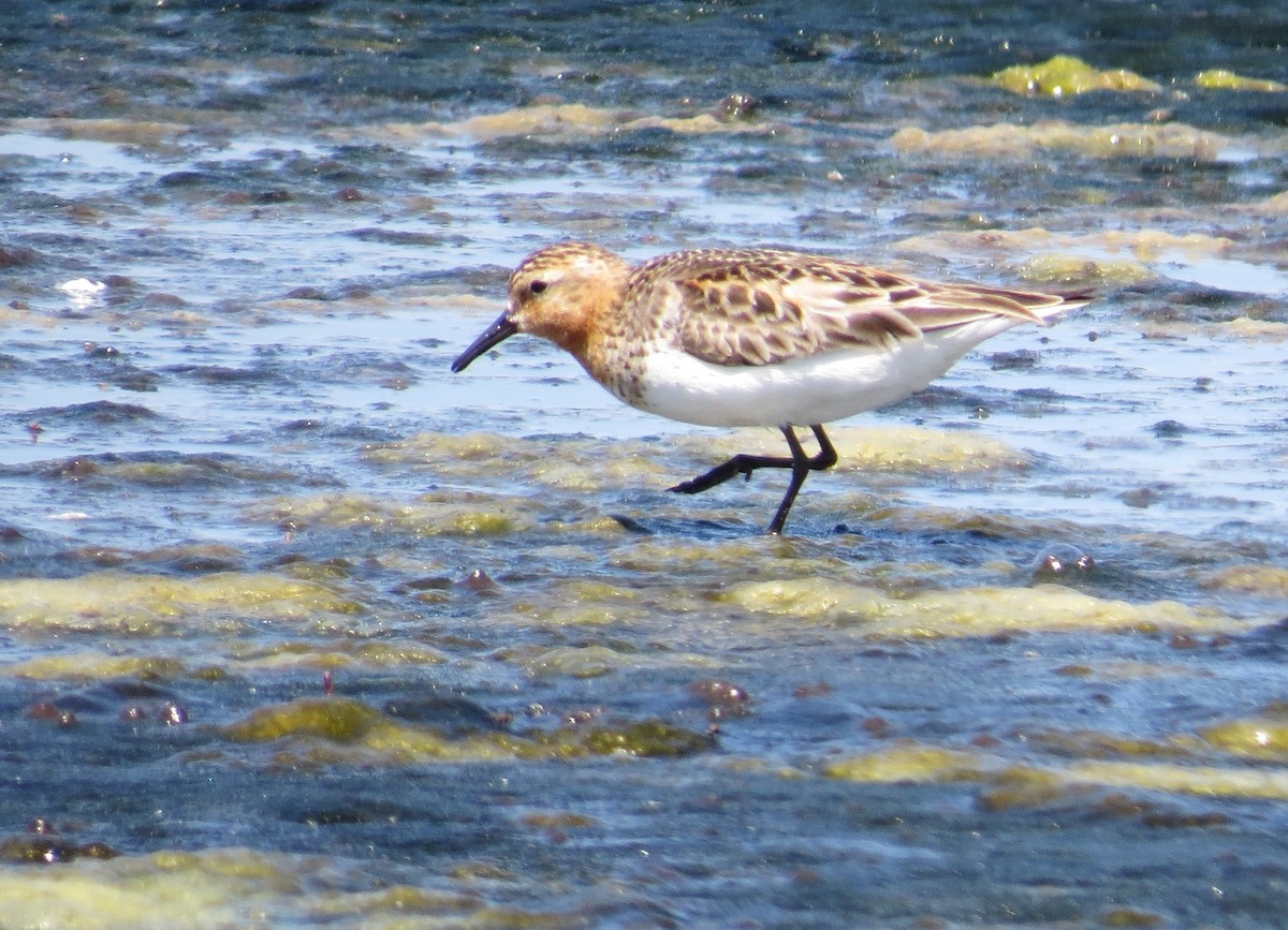 Red-necked Stint - Ann Marie Wood