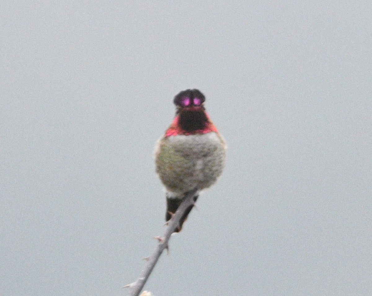 Anna's Hummingbird - ML629019076
