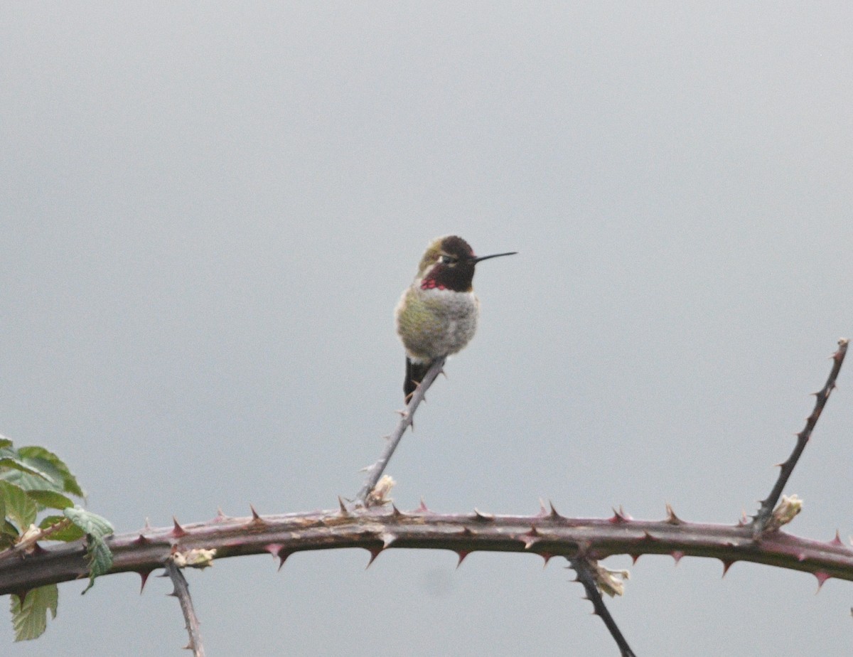 Anna's Hummingbird - ML629019079