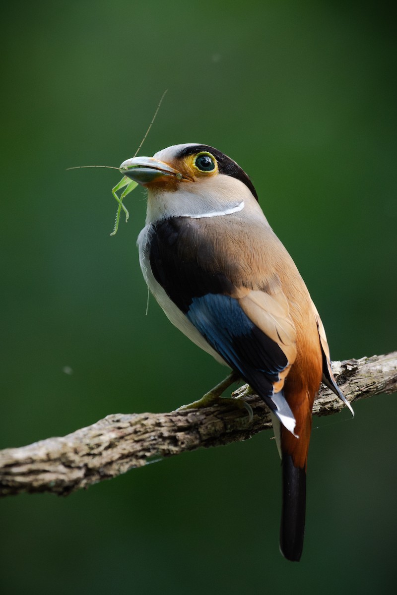 loboš stříbroprsý - ML629019189