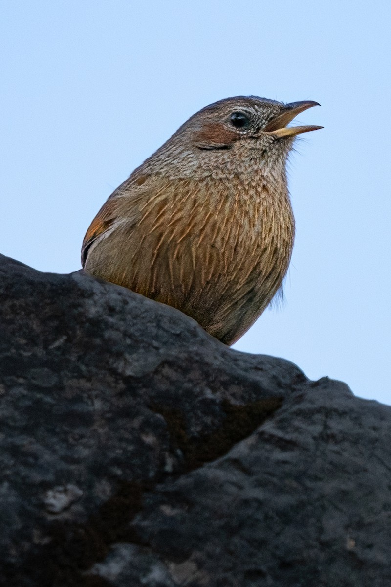 Streaked Laughingthrush - ML629019194