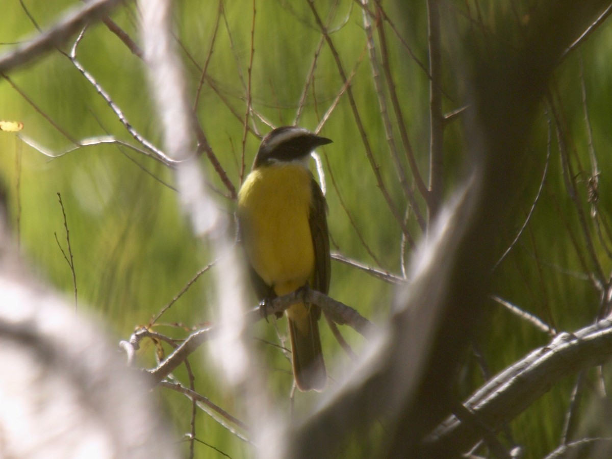 Social Flycatcher - ML629019257