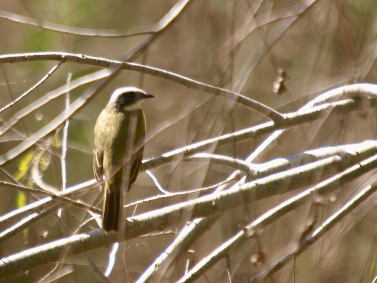 Social Flycatcher - ML629019258