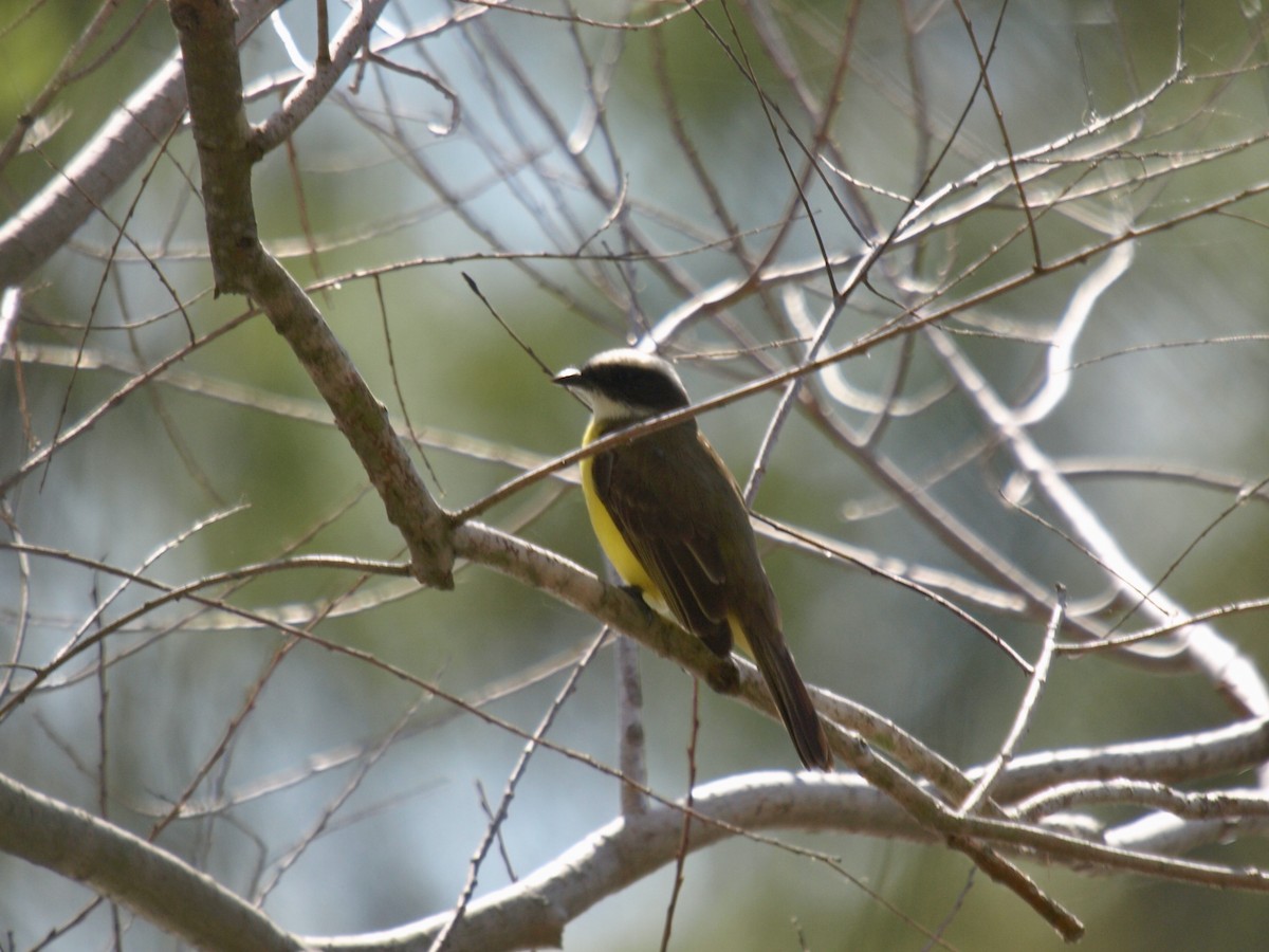 Social Flycatcher - ML629019260