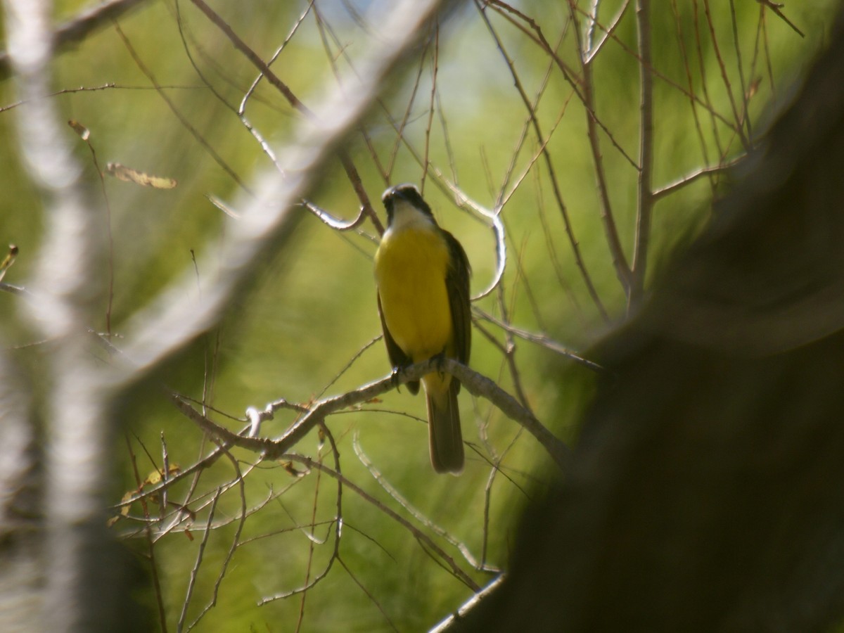 Social Flycatcher - ML629019261