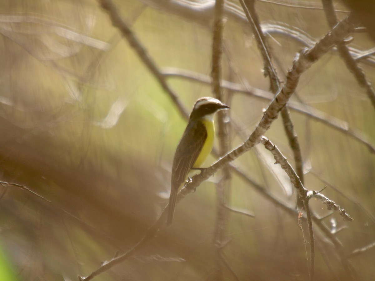 Social Flycatcher - ML629019262
