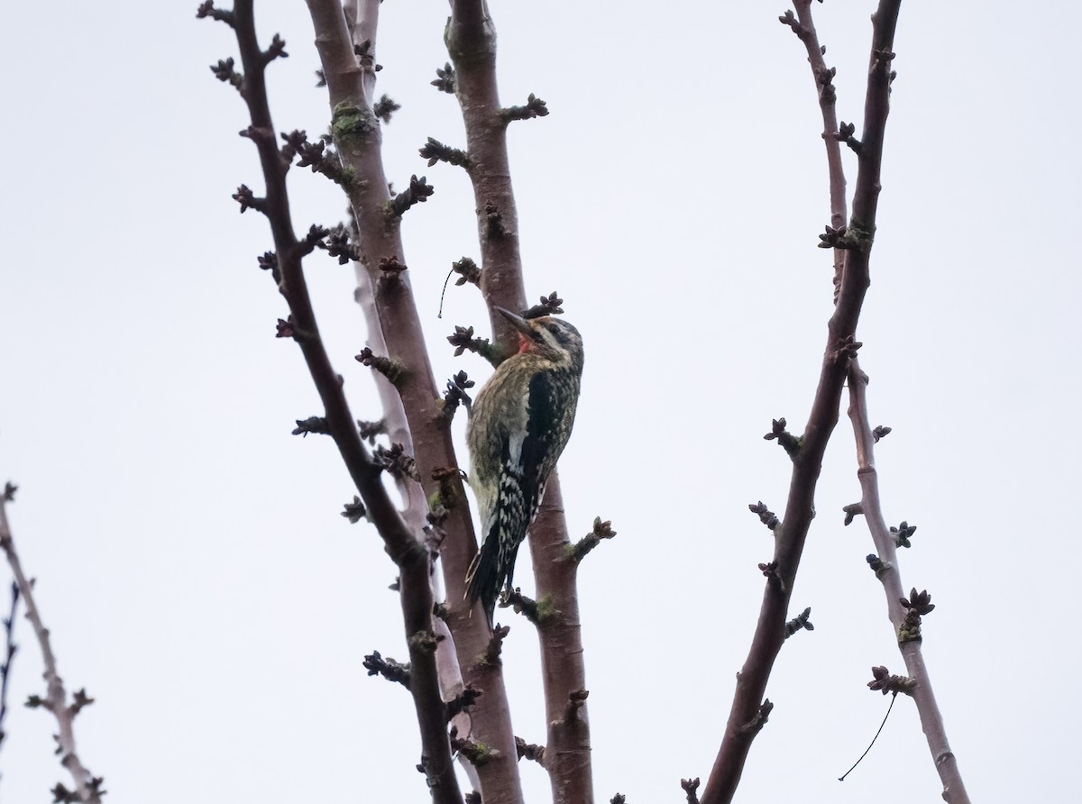 Yellow-bellied Sapsucker - ML629019277