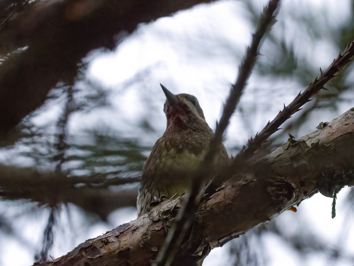 Yellow-bellied Sapsucker - ML629019278