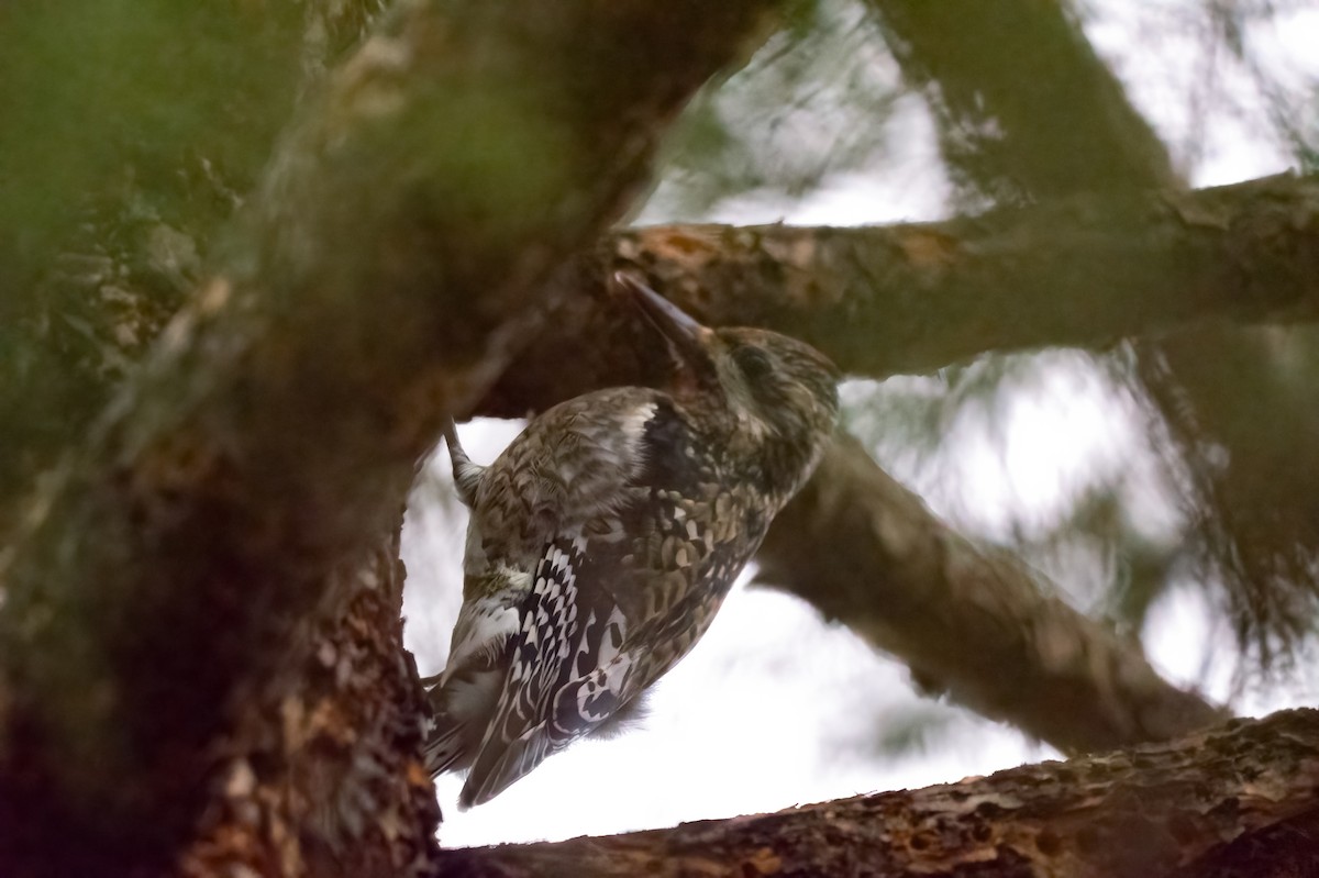 Yellow-bellied Sapsucker - ML629019279