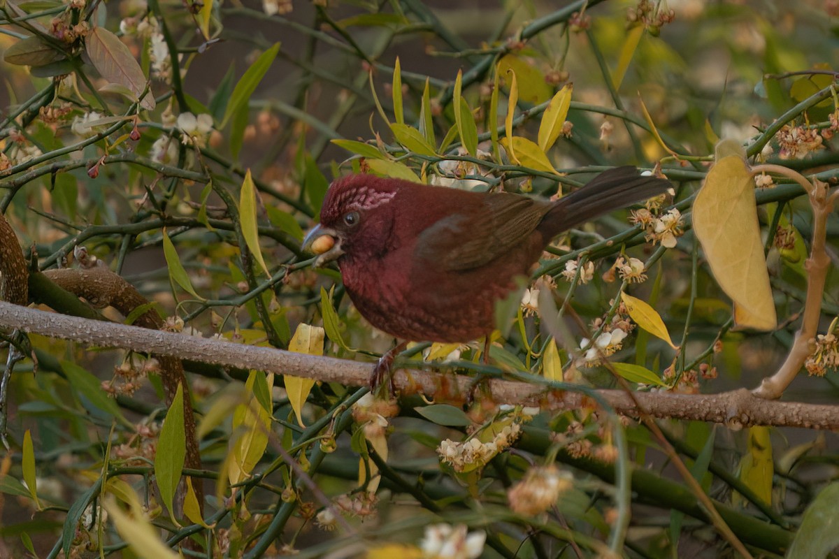 Vinaceous Rosefinch - ML629019299