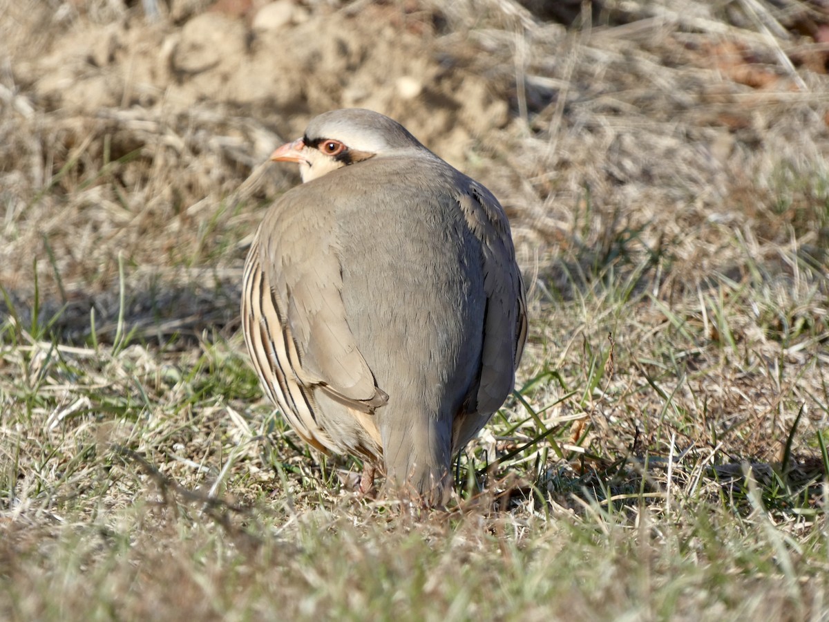 Хахилаг - ML629019528