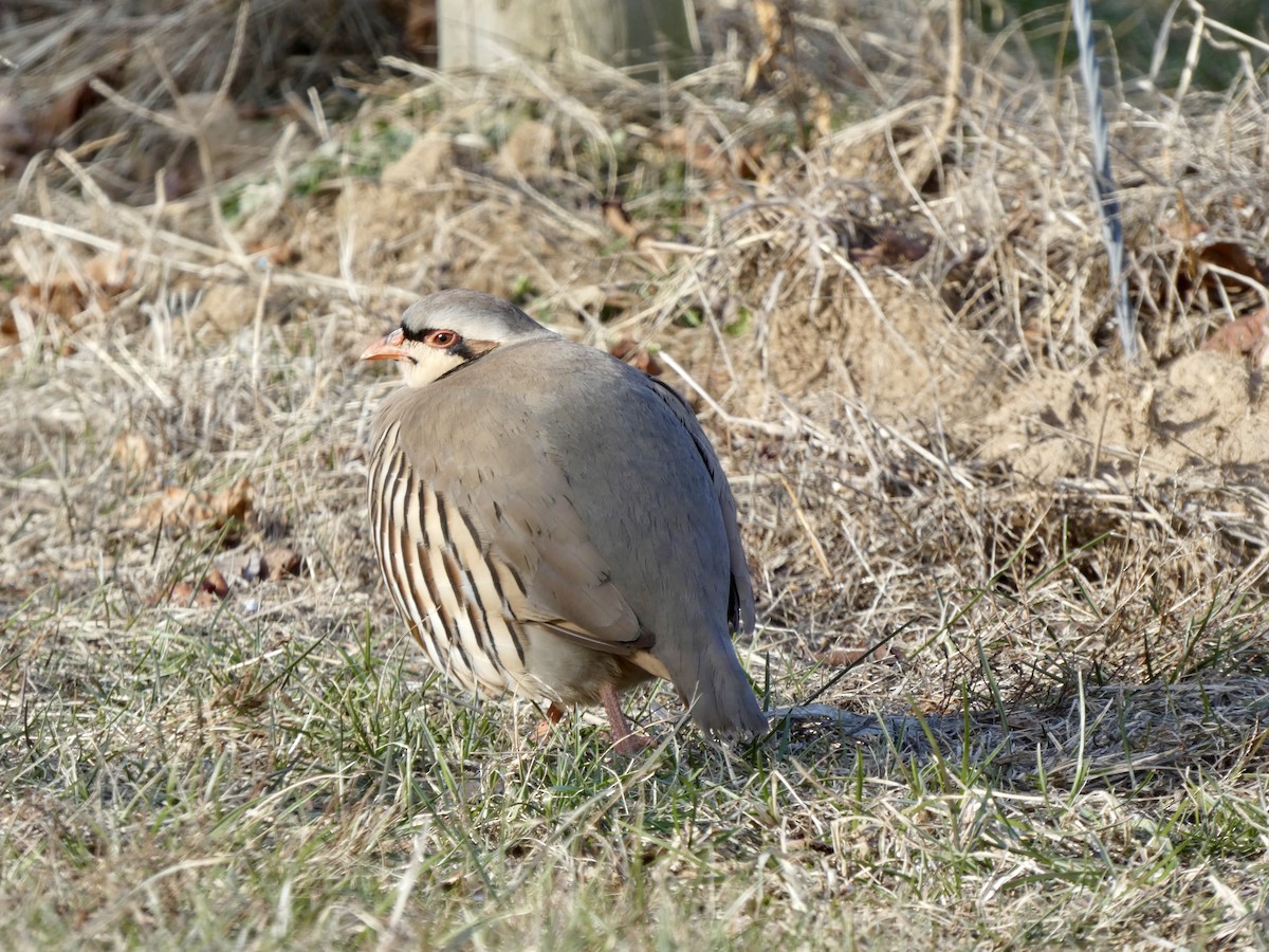 Хахилаг - ML629019529