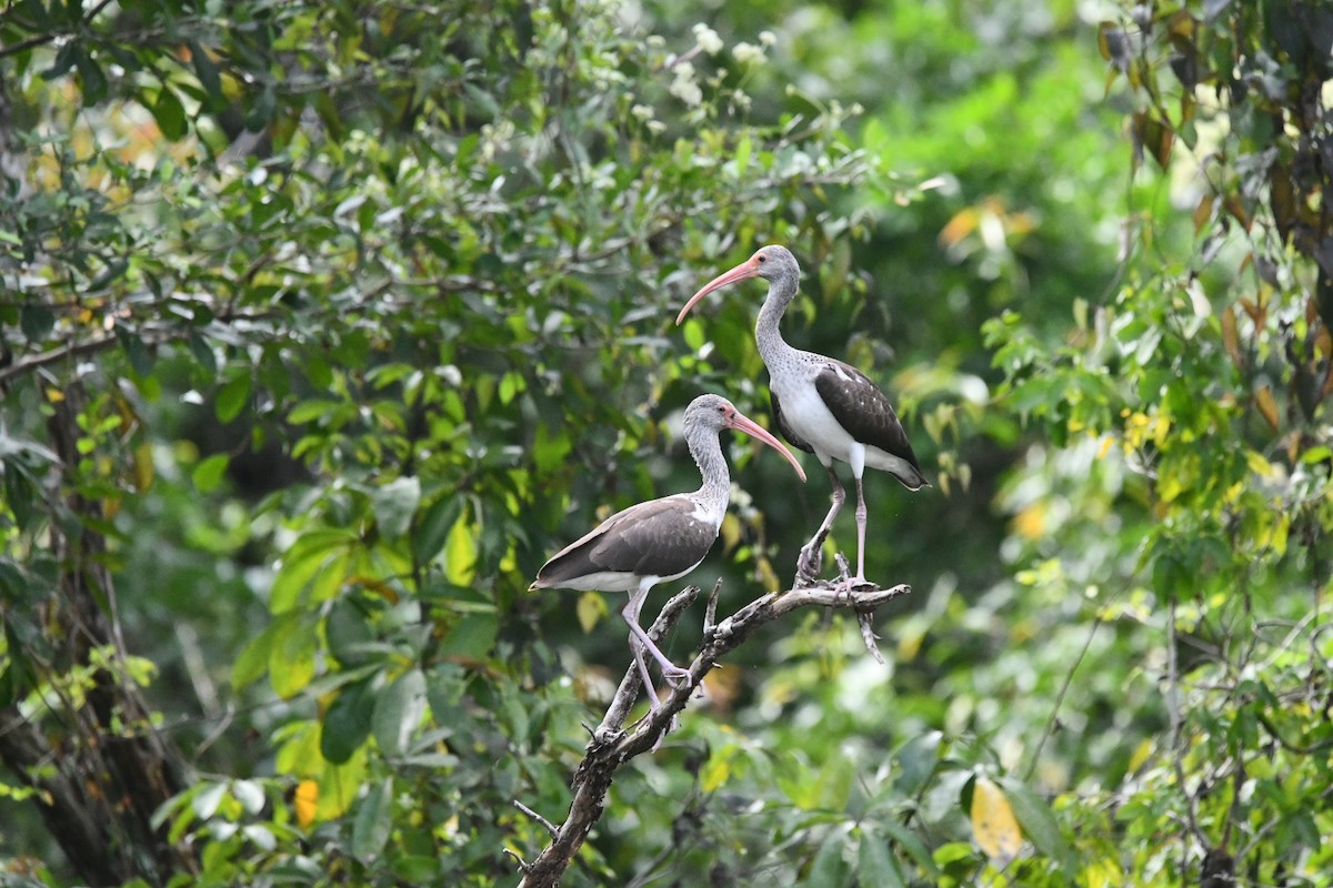 White Ibis - ML629019535