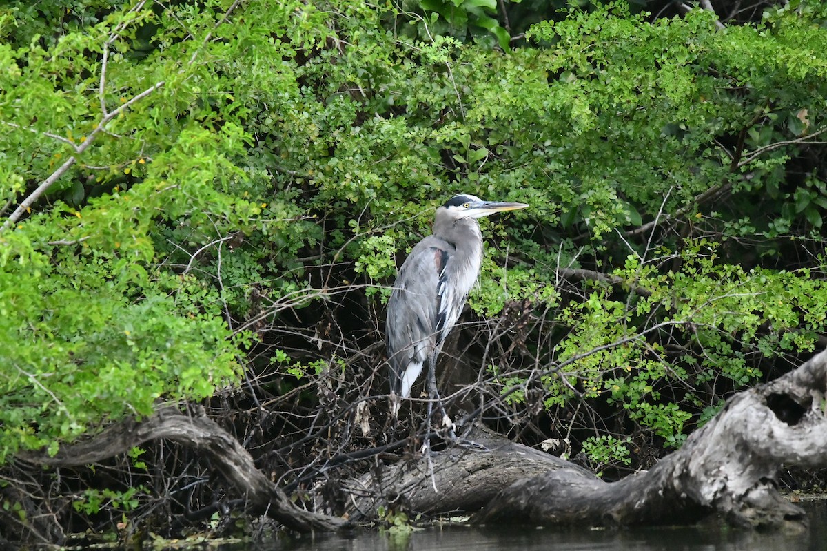 Great Blue Heron - ML629019557