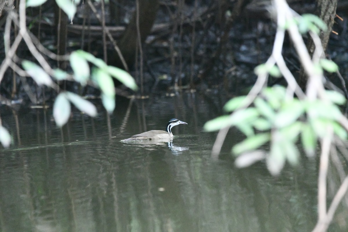 Sungrebe - ML629019604