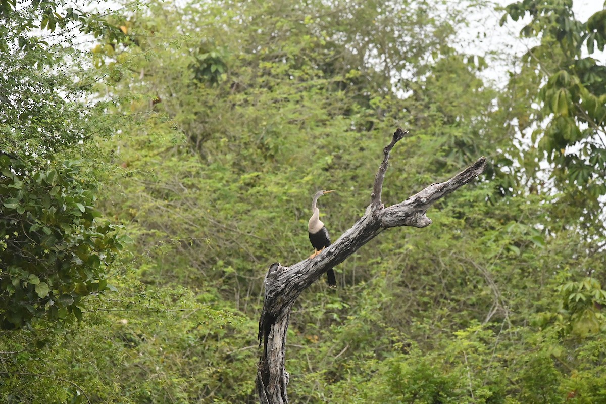 Anhinga - ML629019633