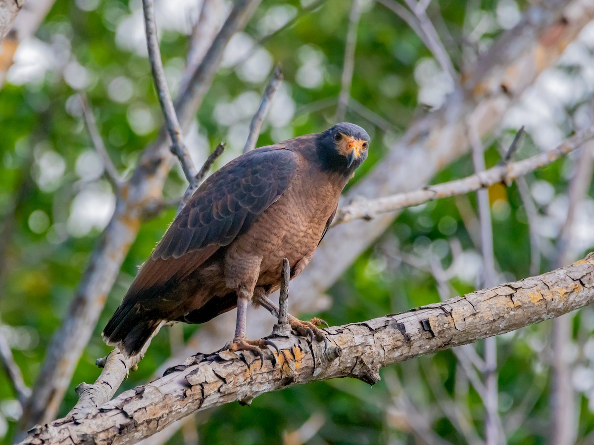 Rufous Crab Hawk - ML629019707