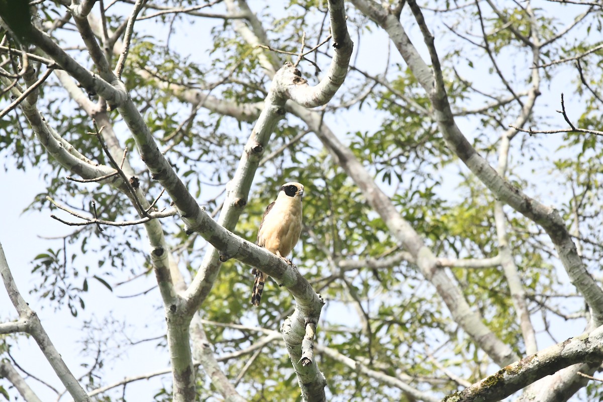 Laughing Falcon - ML629019730
