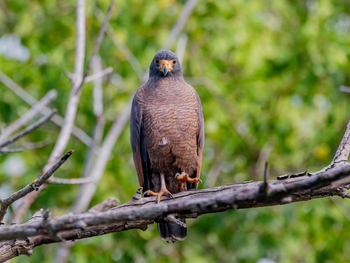 Rufous Crab Hawk - ML629019739