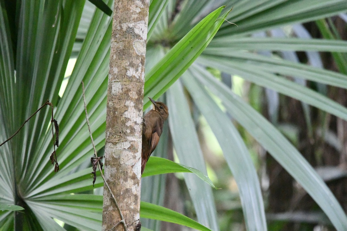 Tawny-winged Woodcreeper - ML629019740