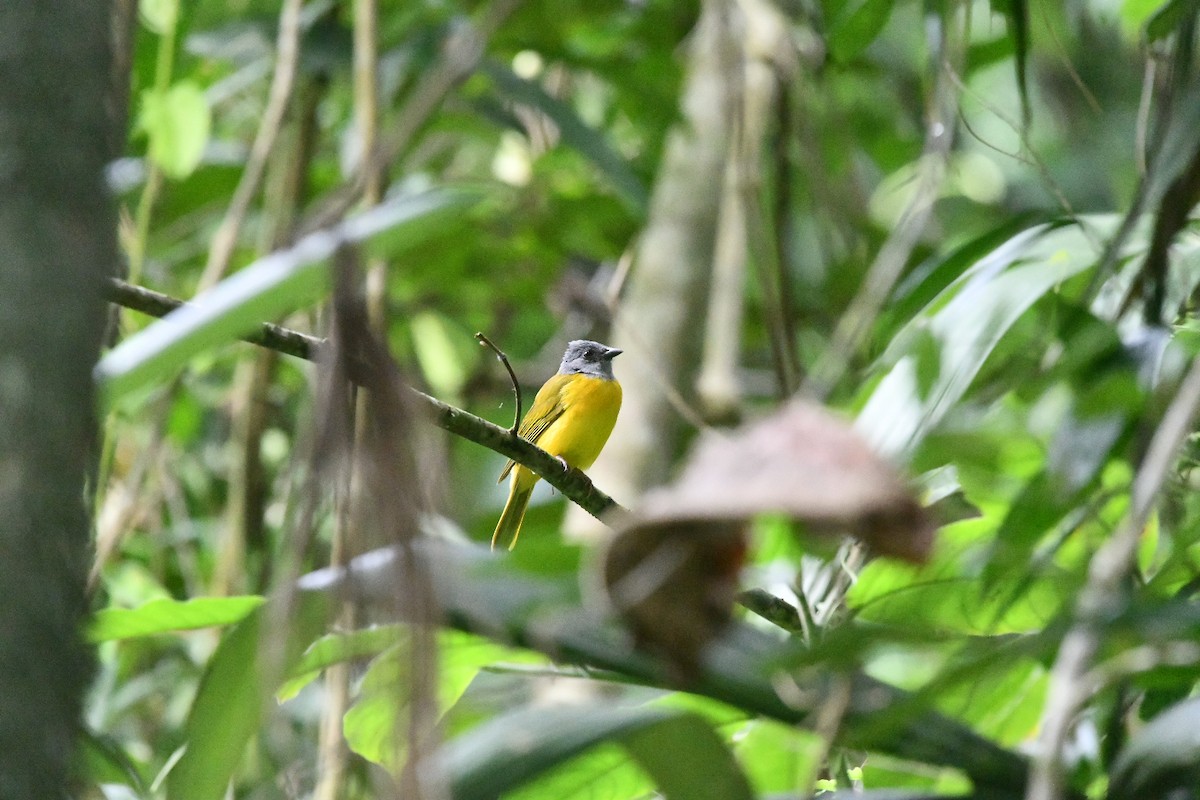Gray-headed Tanager - ML629019759