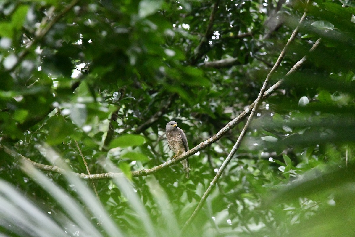Roadside Hawk - ML629019799