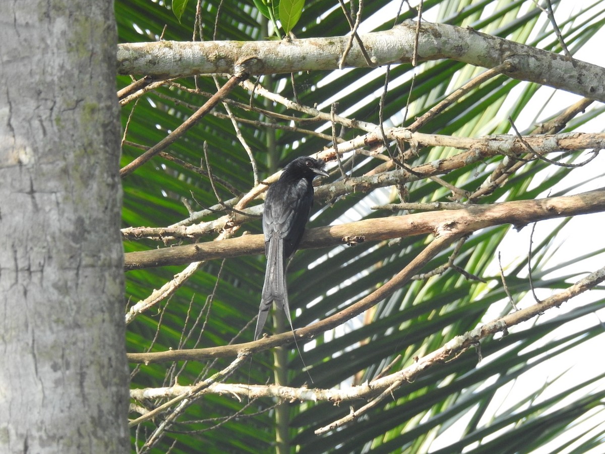 Drongo à raquettes - ML629019819