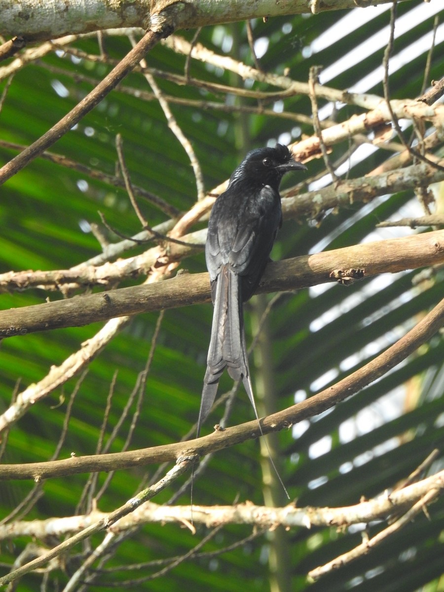 Drongo à raquettes - ML629019820