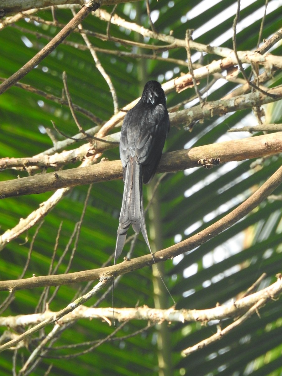 Drongo à raquettes - ML629019821