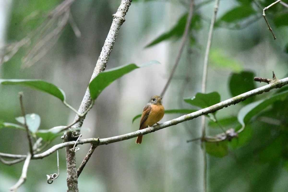 Ruddy-tailed Flycatcher - ML629019914