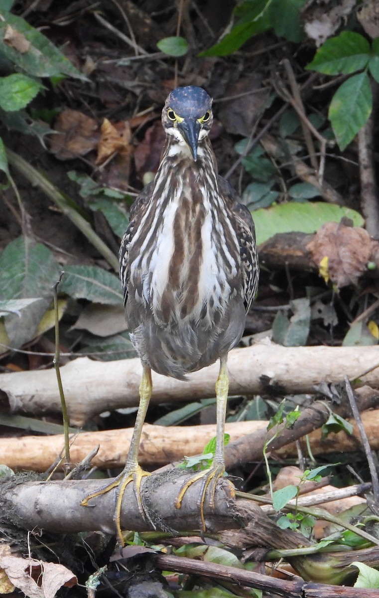 Green Heron - ML629019944