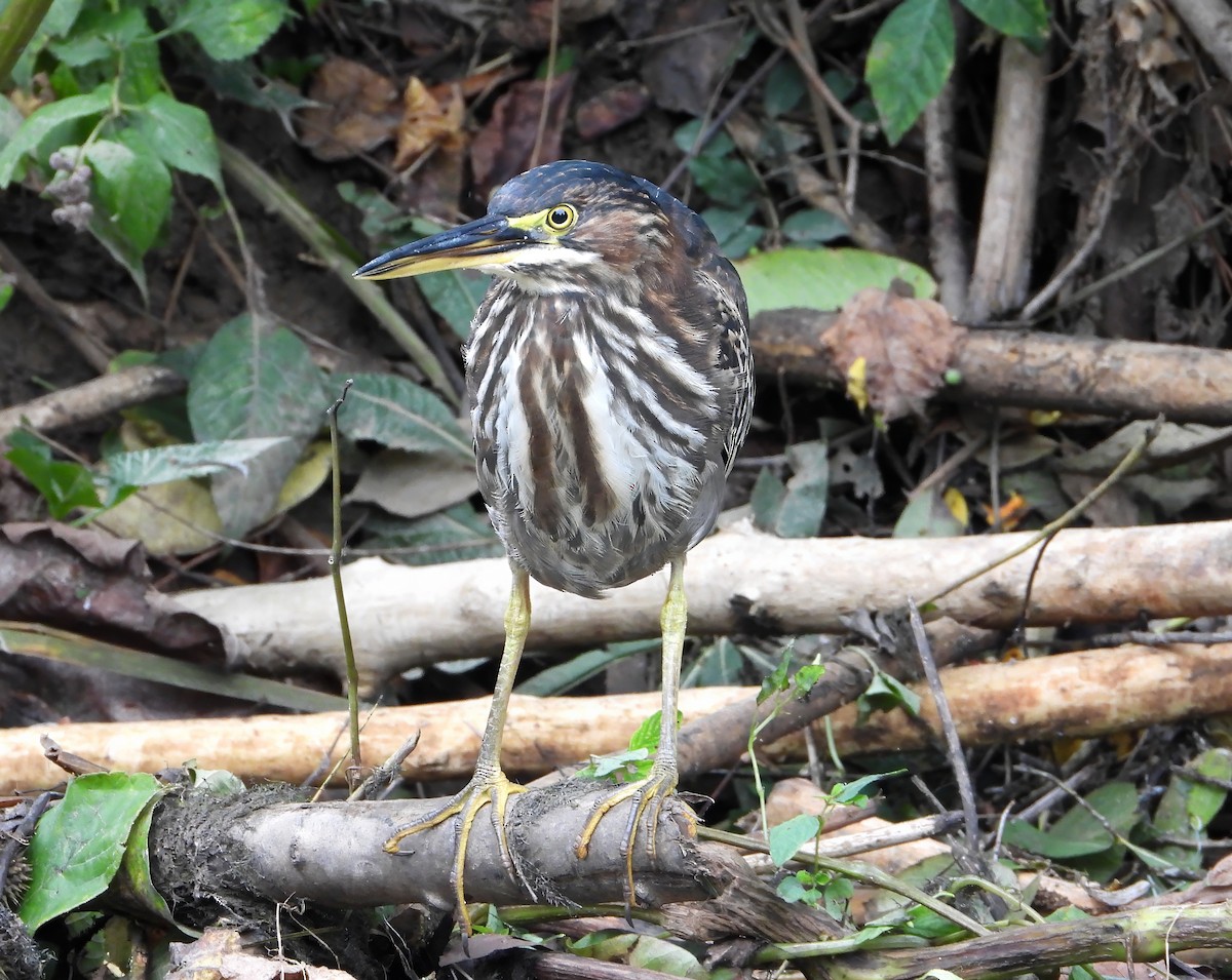 Green Heron - ML629020016