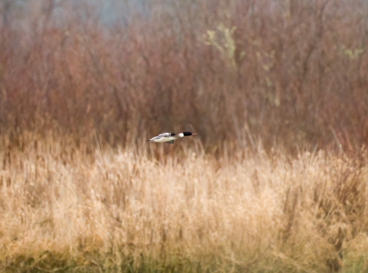 Red-breasted Merganser - ML629020072