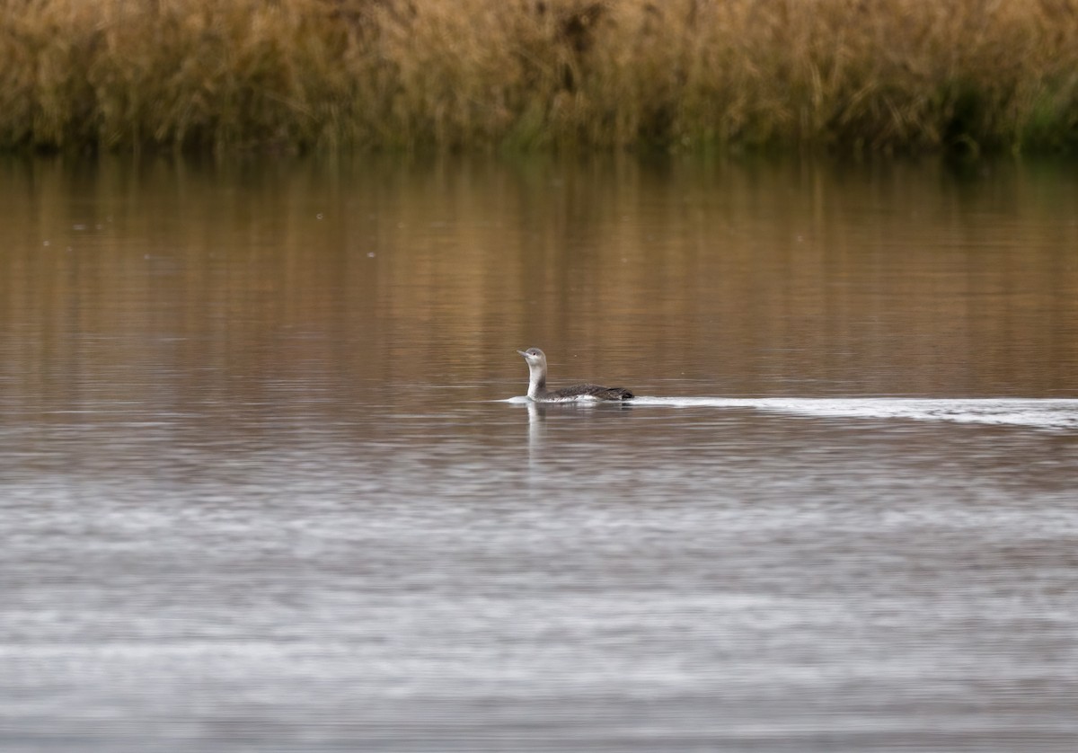 Red-throated Loon - ML629020157