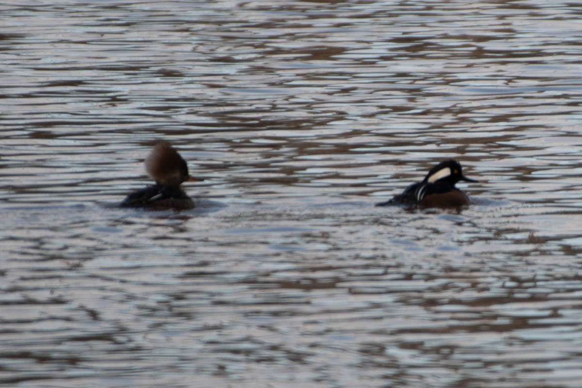 Hooded Merganser - ML629020220