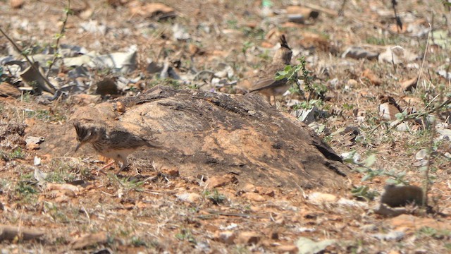 Malabar Lark - ML629020230