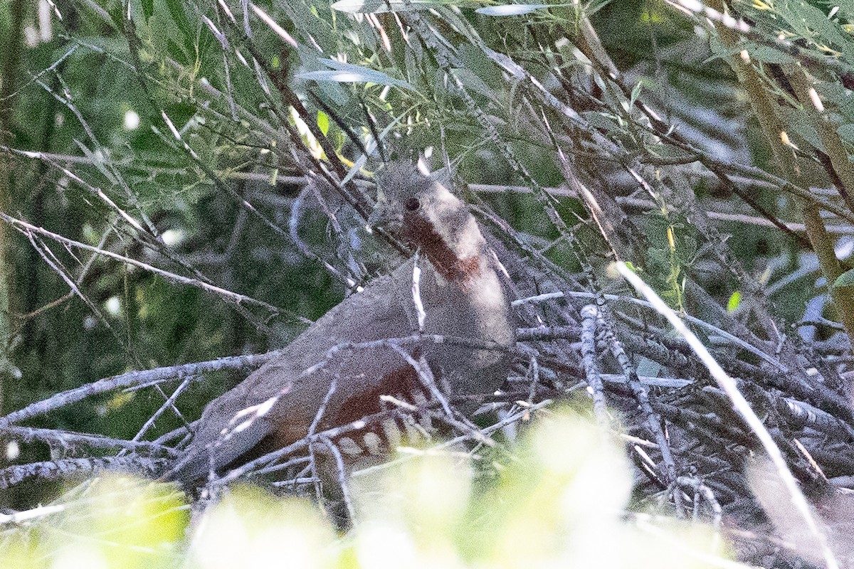 Mountain Quail - ML629020231