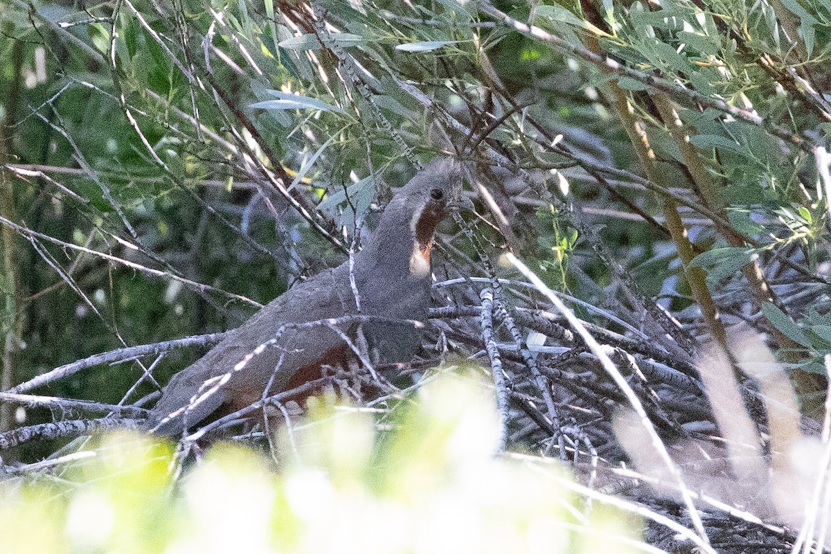 Mountain Quail - ML629020232