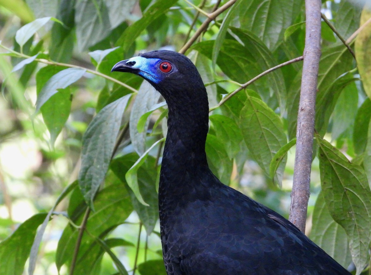 Schwarzguan - ML629020246