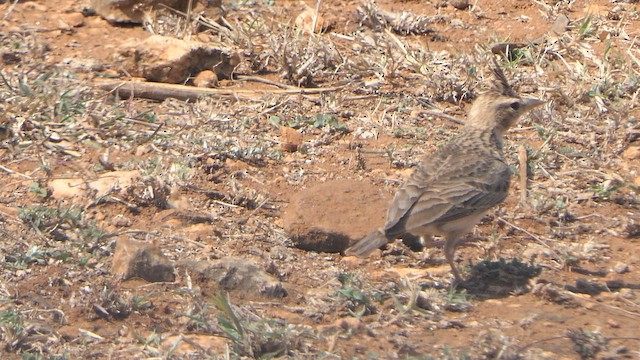 Malabar Lark - ML629020248