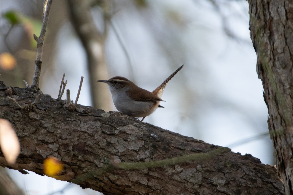 Bewick's Wren - ML629020293
